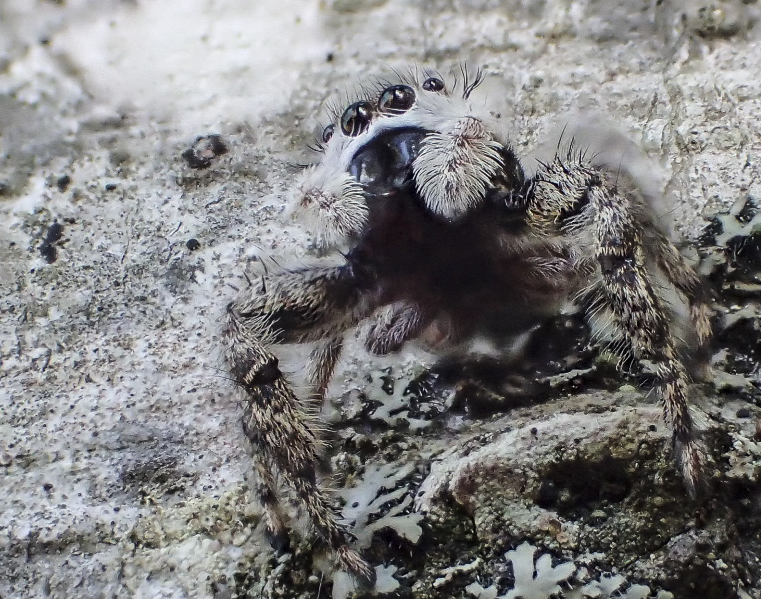 Jumping spider along Haw 2