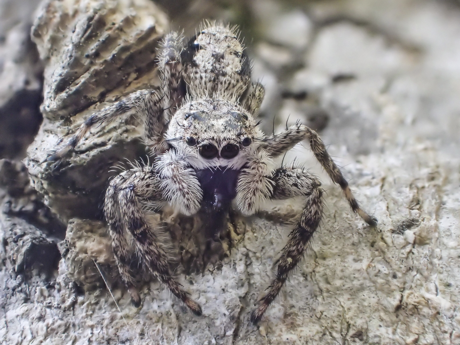 Jumping spider along Haw 3