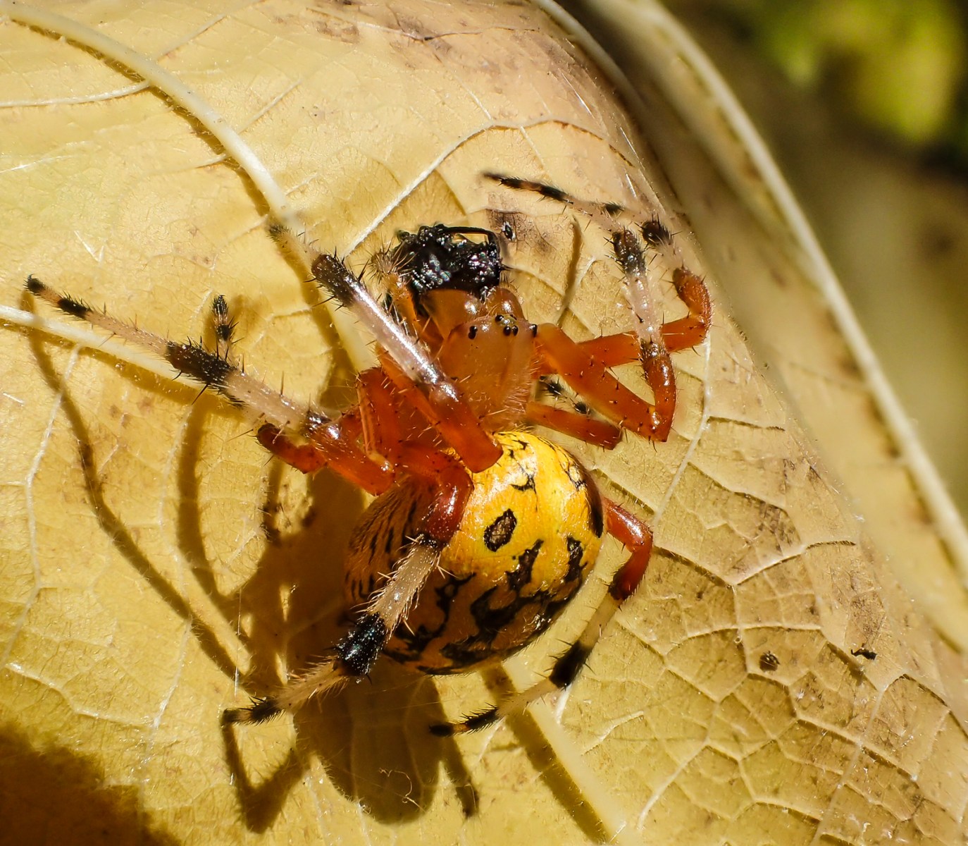 Marbled Orb Weaver