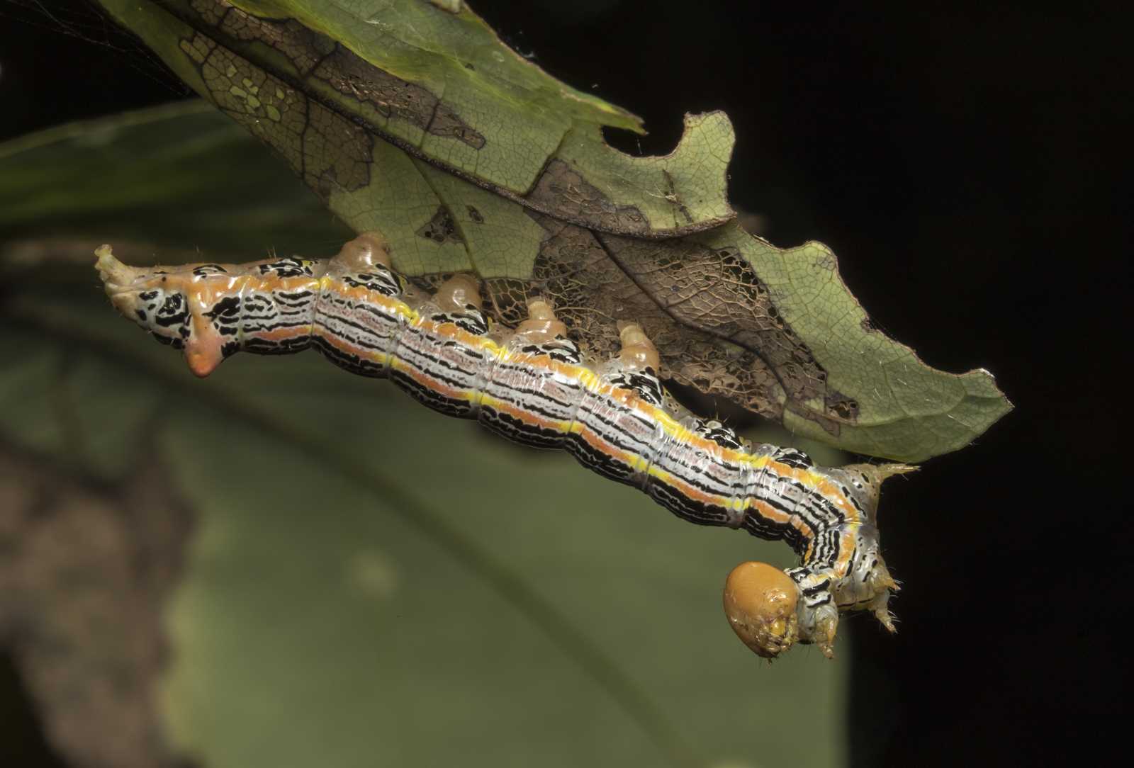 Red-humped Oakworm 1