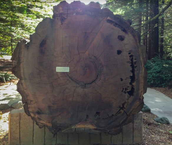 Redwood log