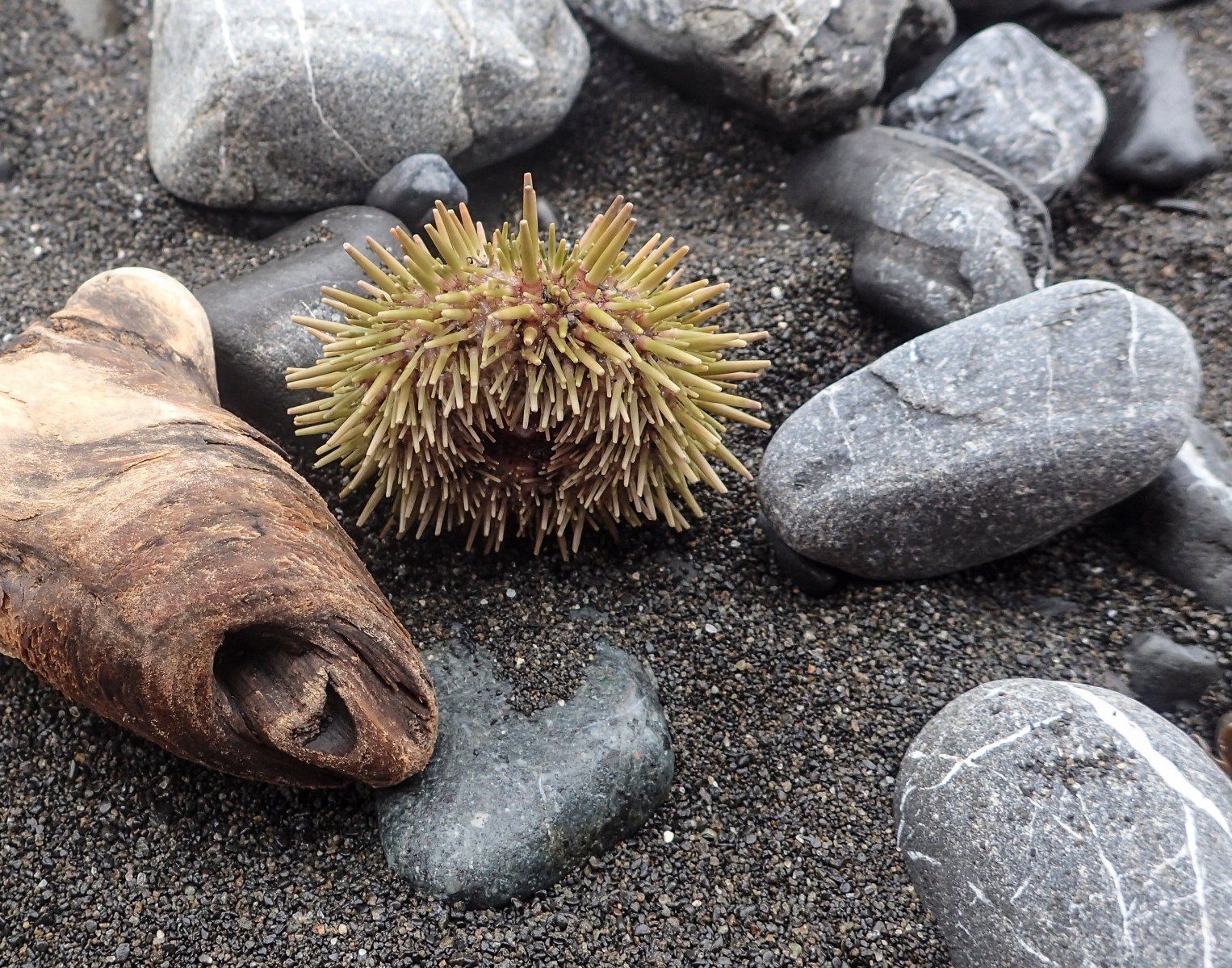 Sea Urchin on the beach