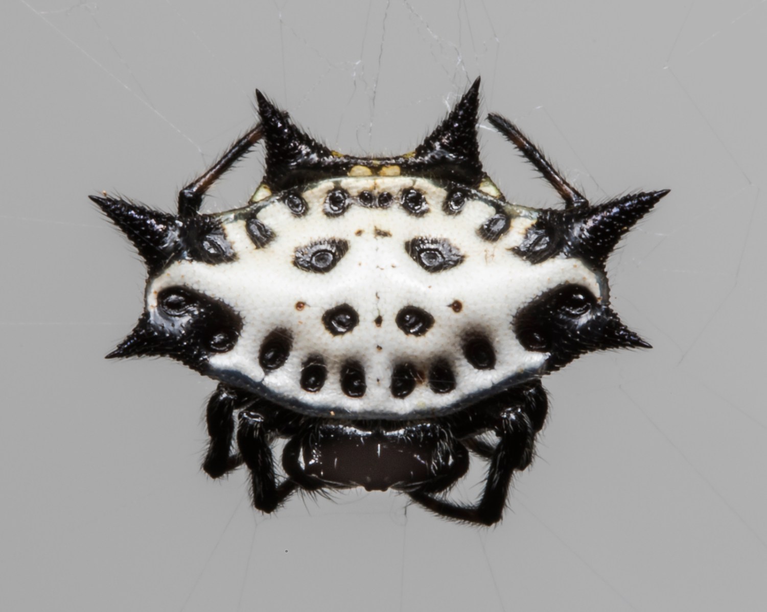 Spinybacked Orbweaver 1