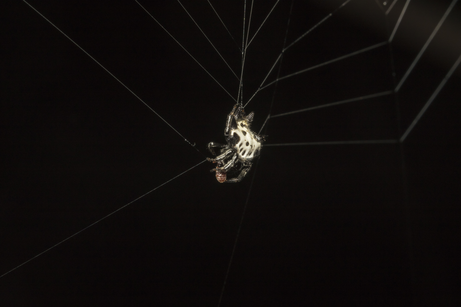 Spinybacked Orbweaver 2