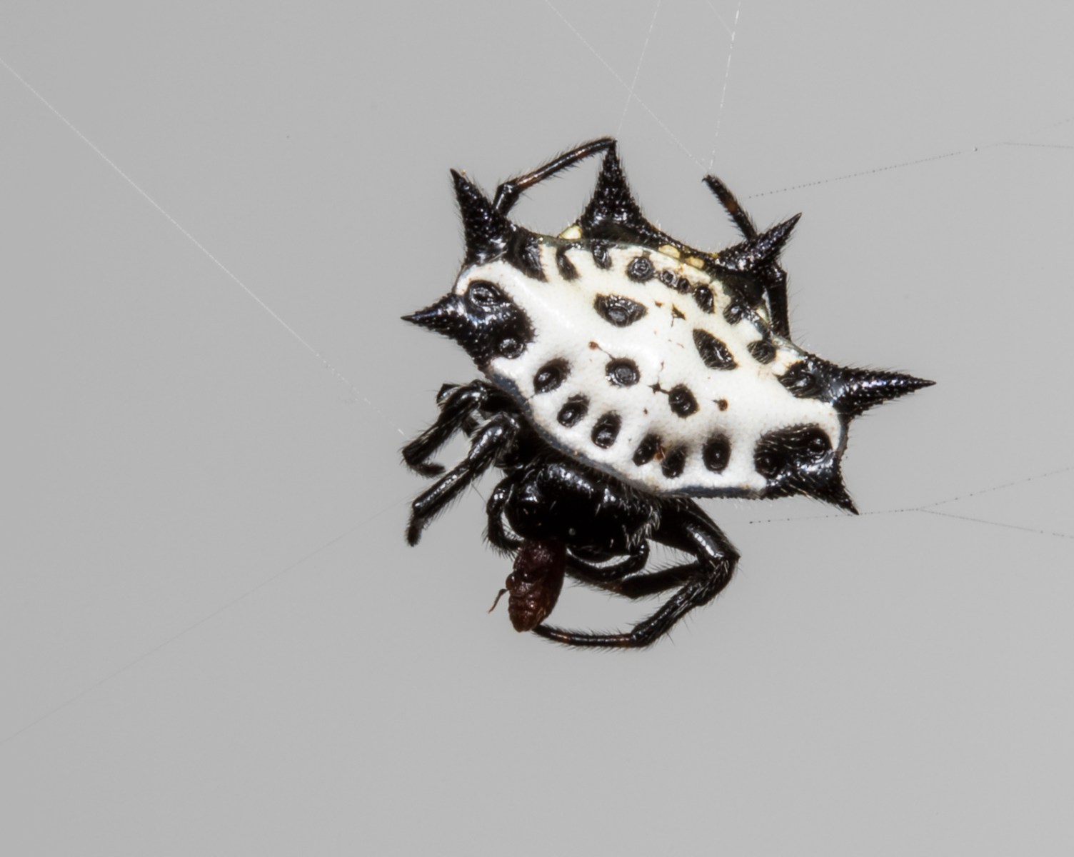 Spinybacked Orbweaver 3