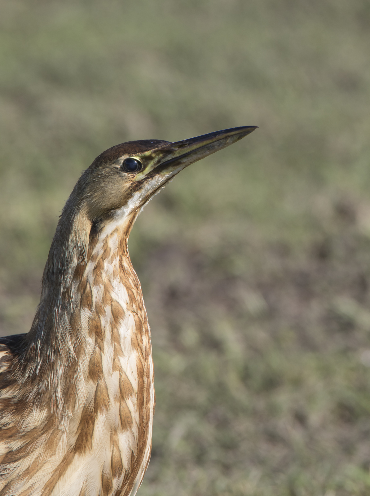 American Bittern at Mattamuskeet
