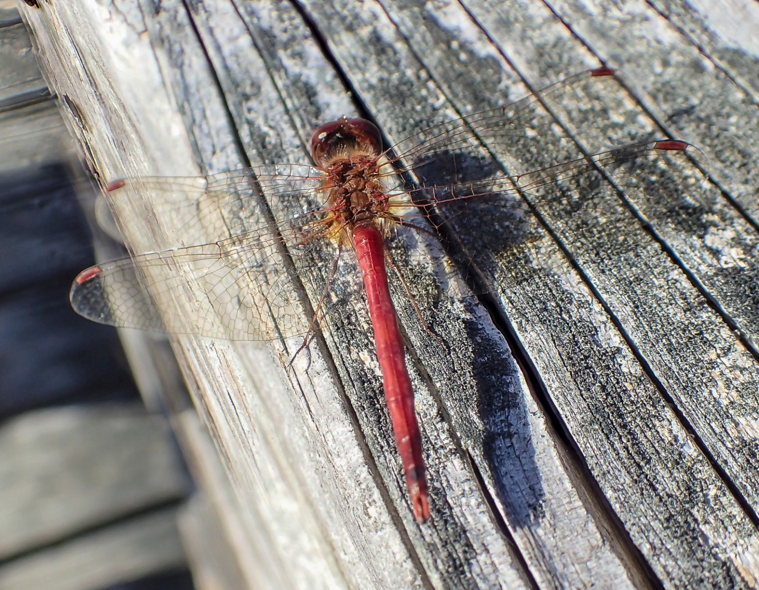 Autumn Meadowhawk dragonfly