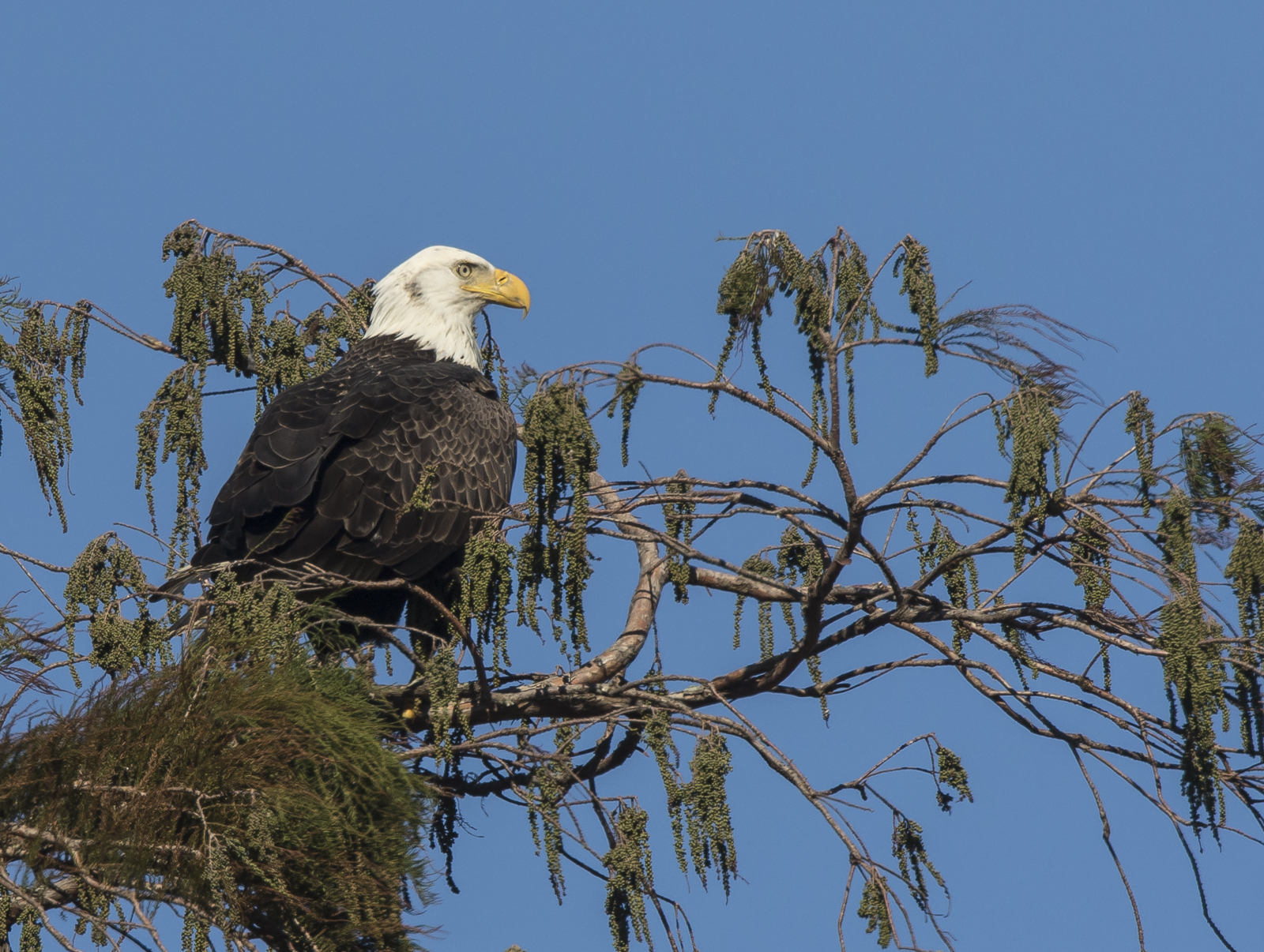 Bald Eagle at Mattamuskeet