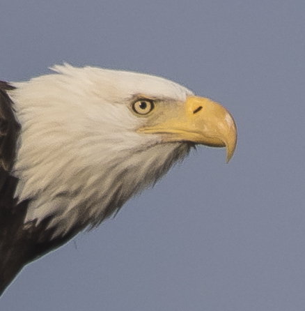 Bald Eagle head