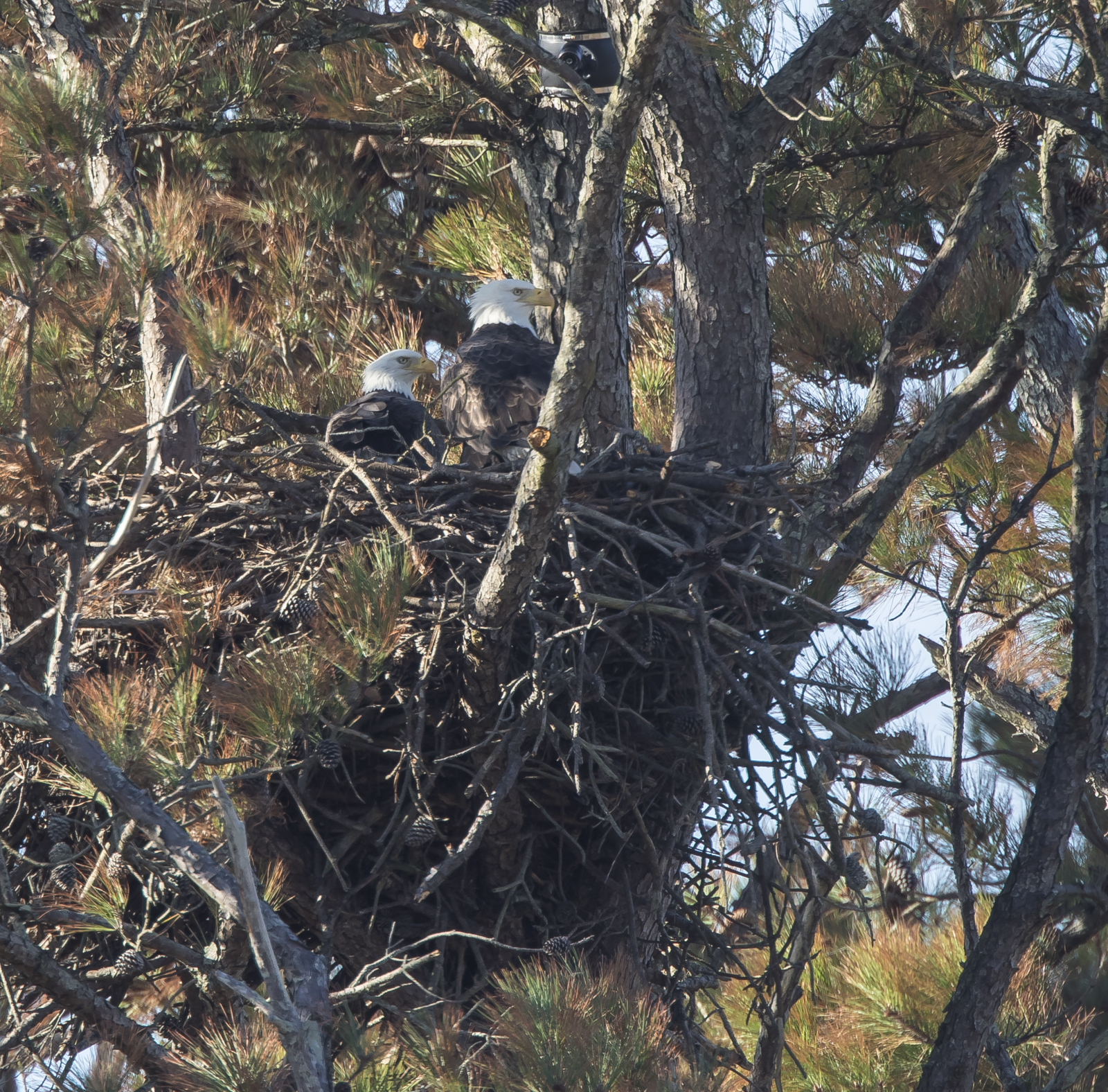 Bald Eagle nest