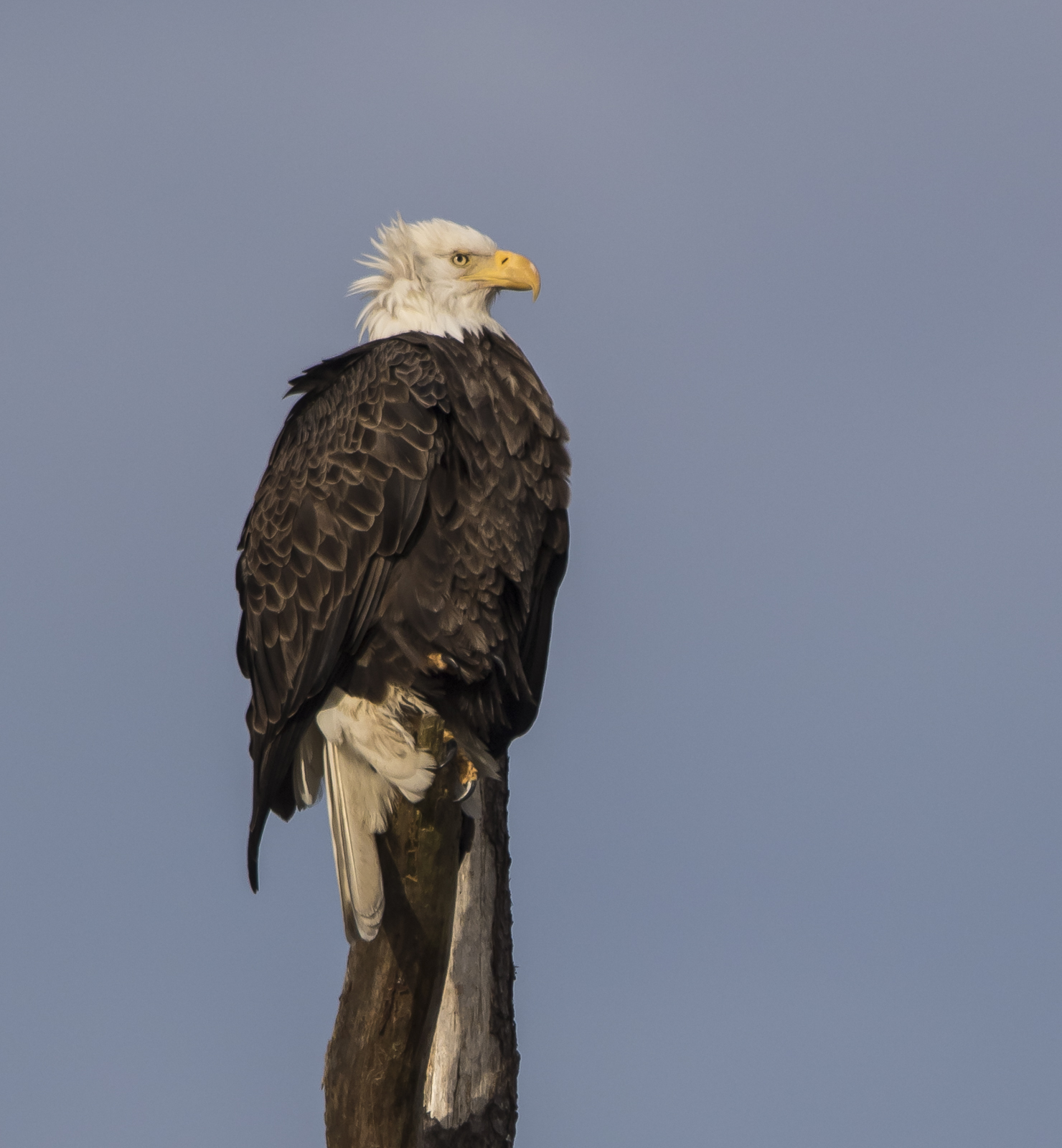 Bald Eagle on snag 1