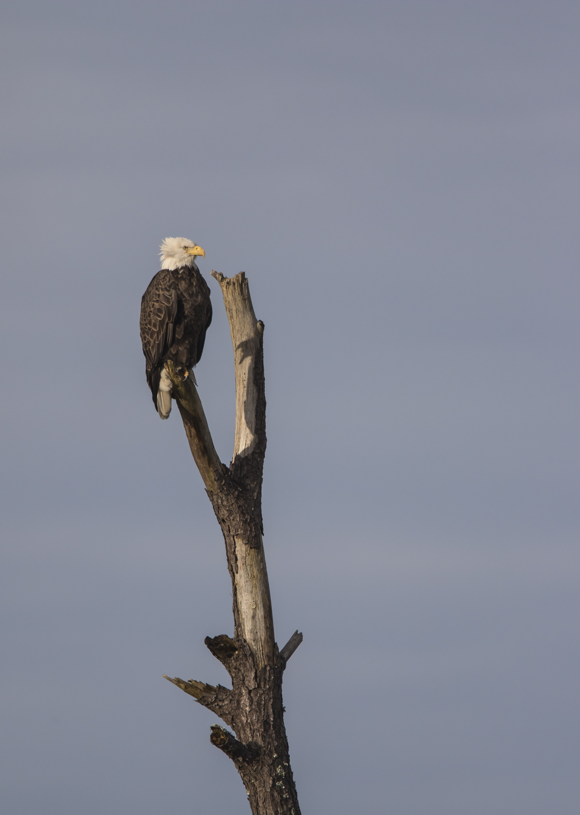 Bald Eagle on snag