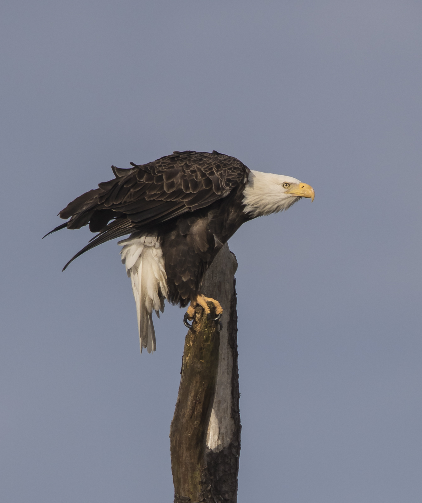 Bald Eagle stretch