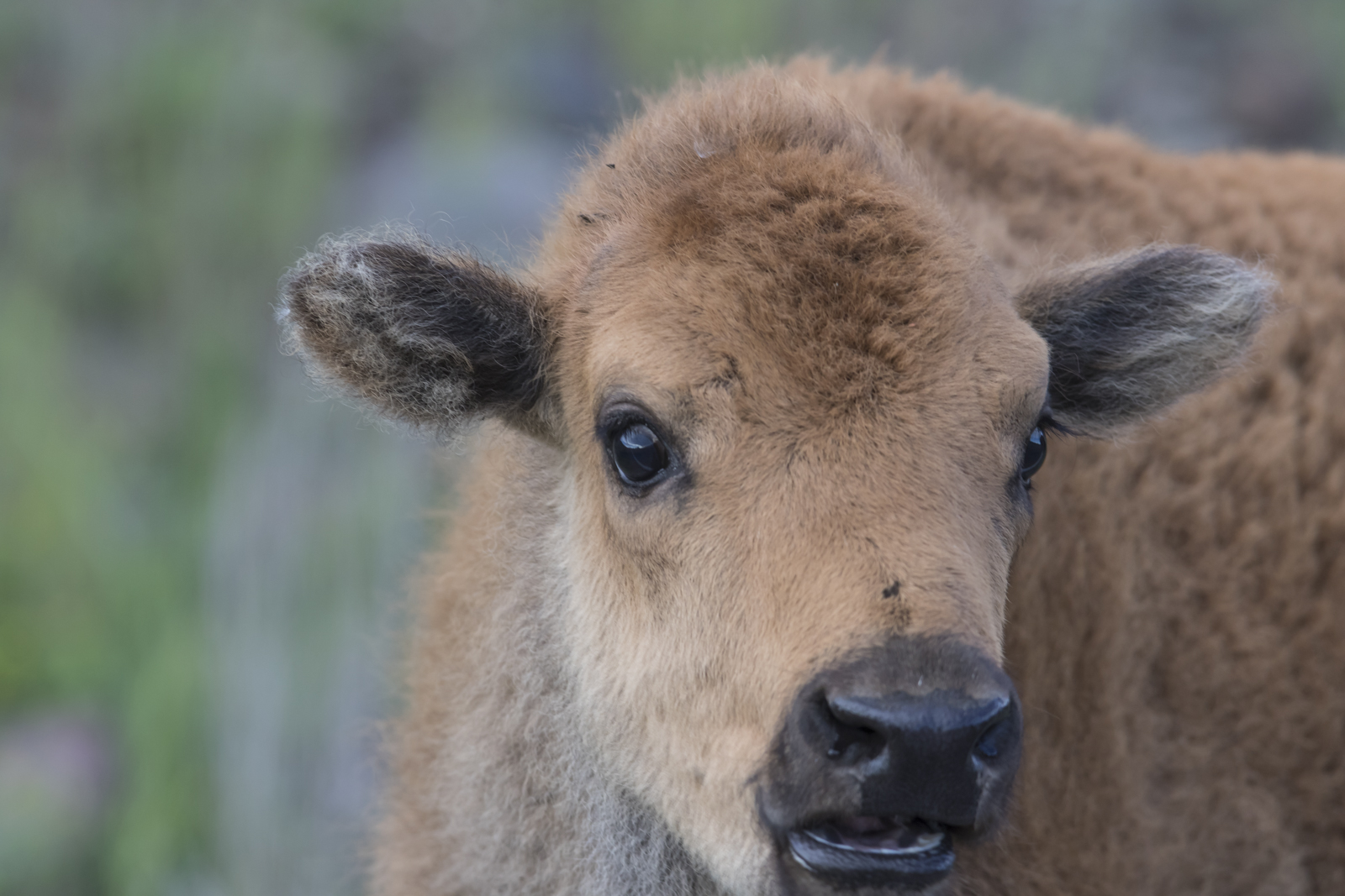Bison calf out car window