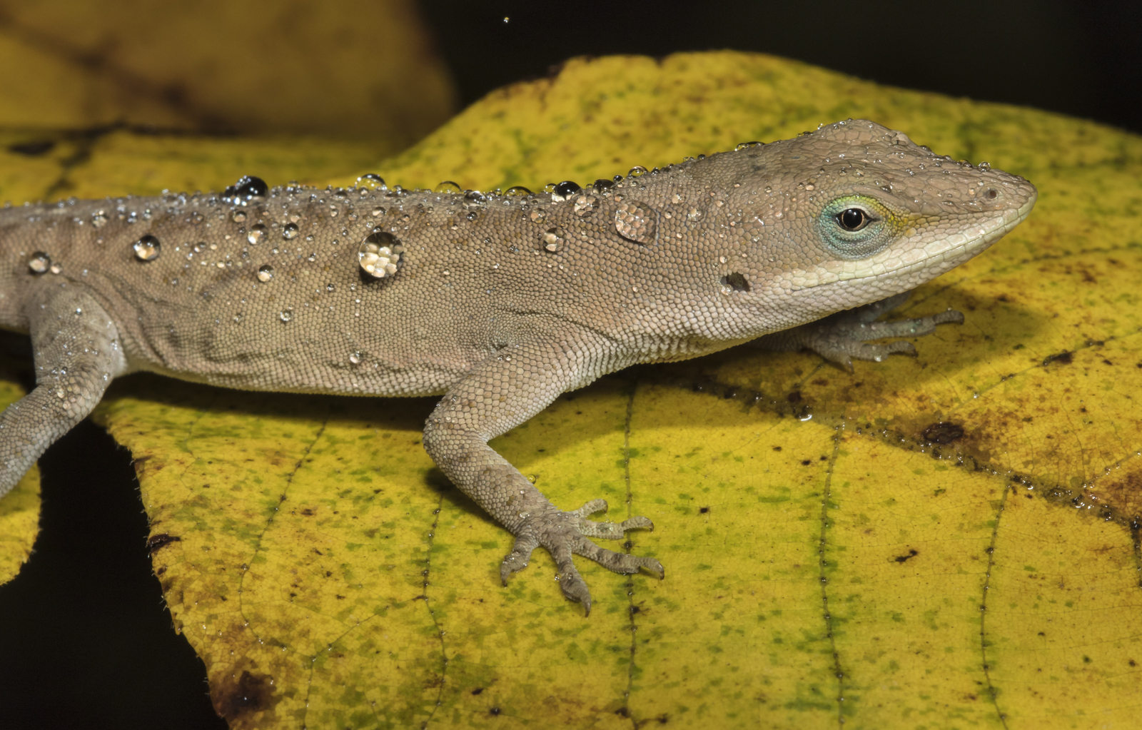 Carolina Anole in rain 1