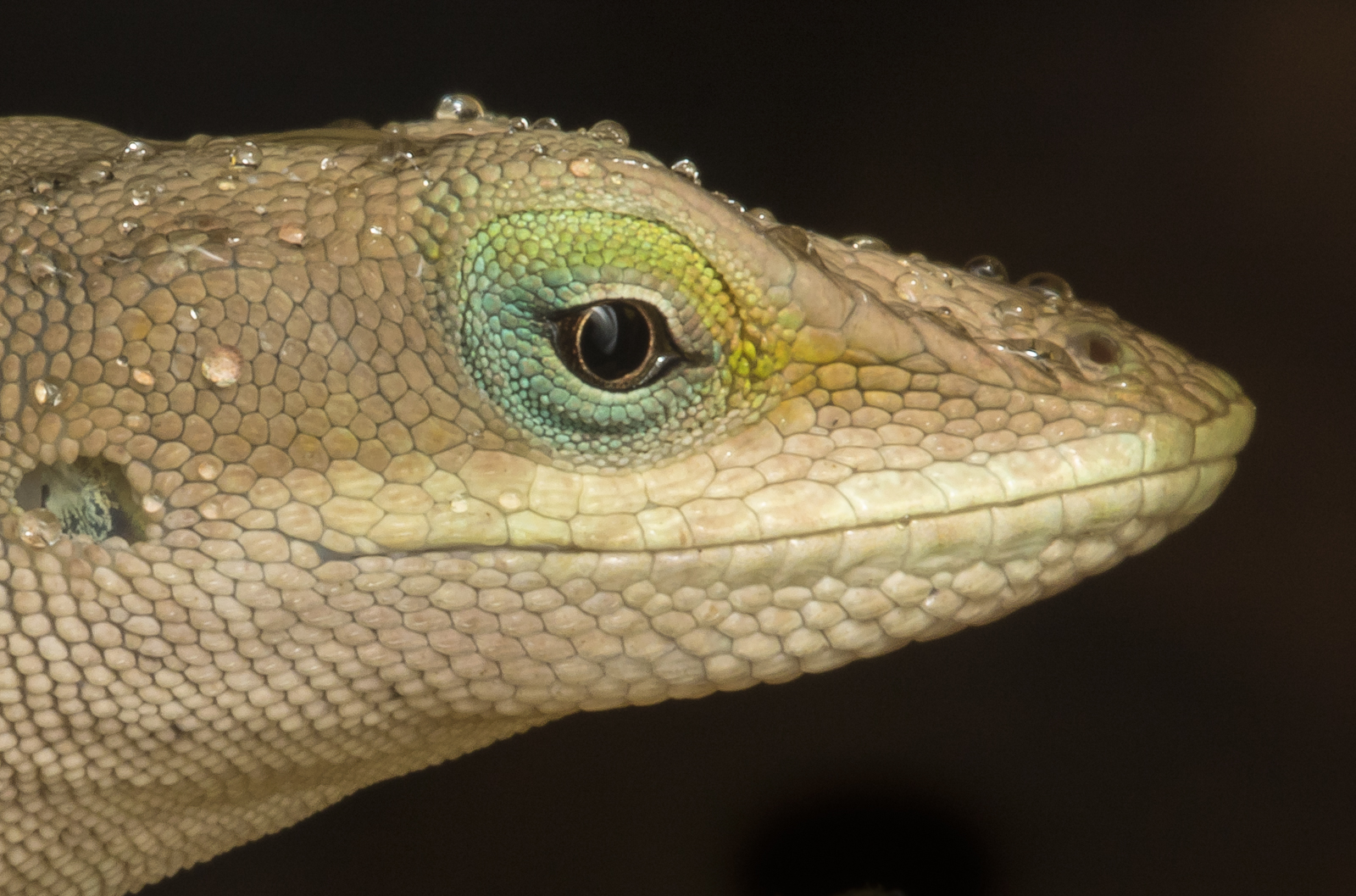 Carolina Anole in rain head shot from side close up