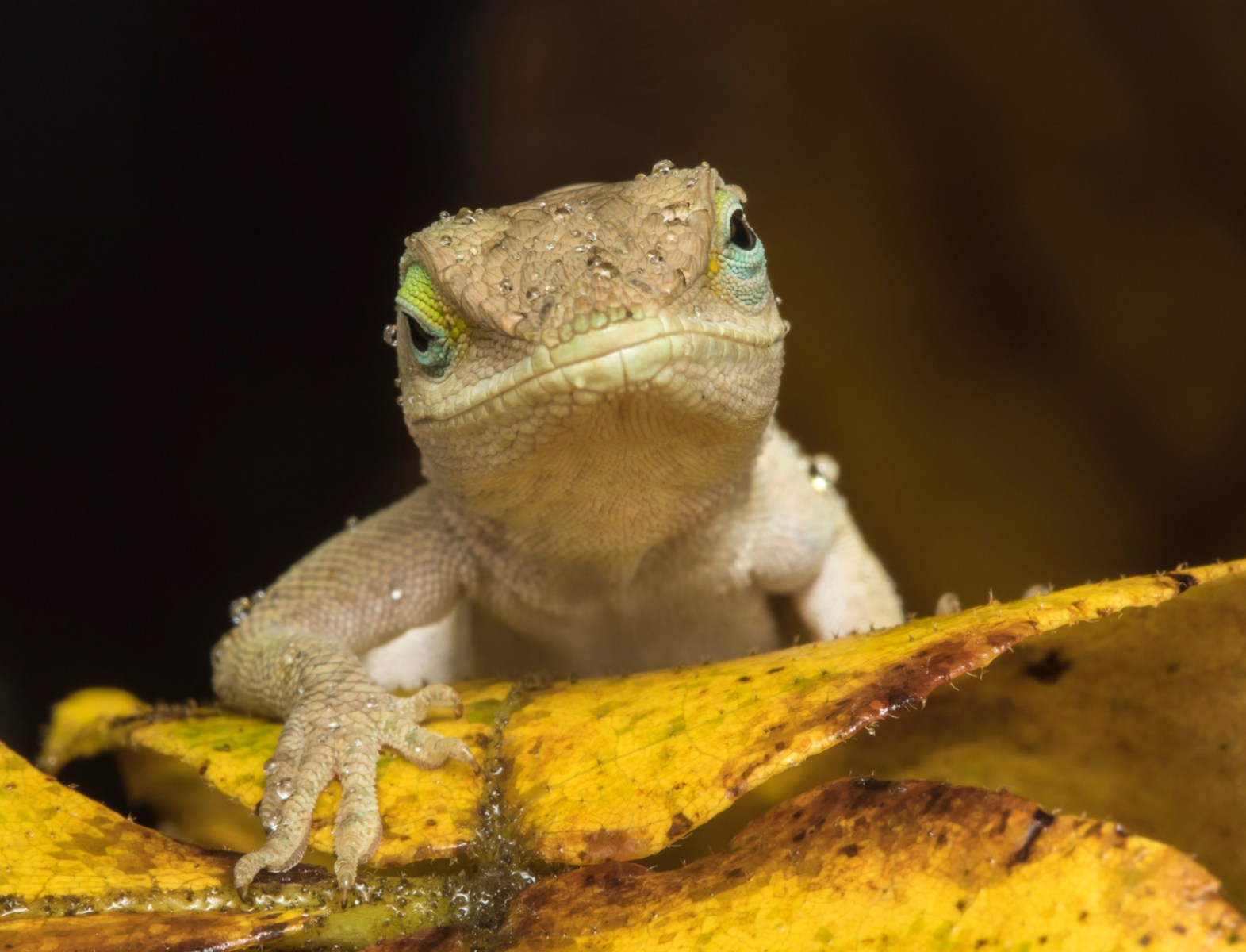 Carolina Anole in rain head shot looking straight on