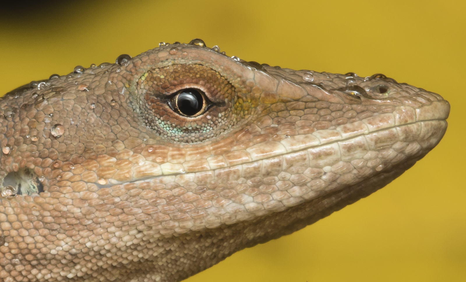 Carolina Anole in rain head shot with yellow leaves close up