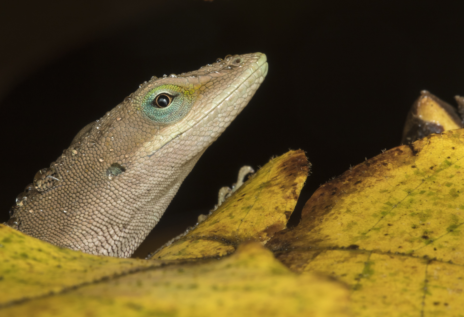 Carolina Anole in rain head shot