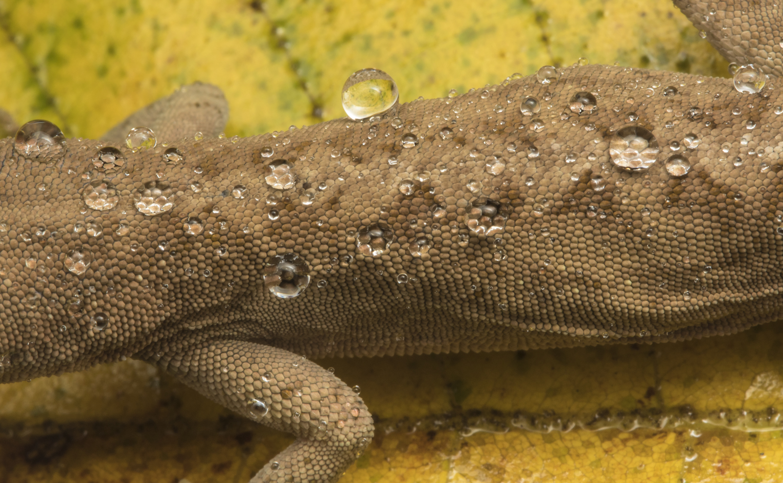 Carolina Anole in rain