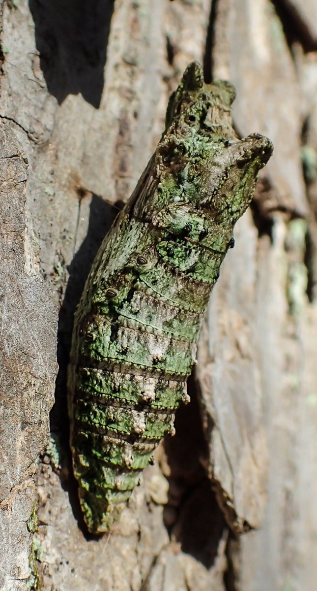 Close up of Eastern Tiger Swallowtail chrysalis
