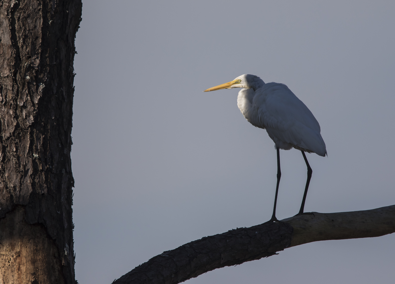 Great egret in shade