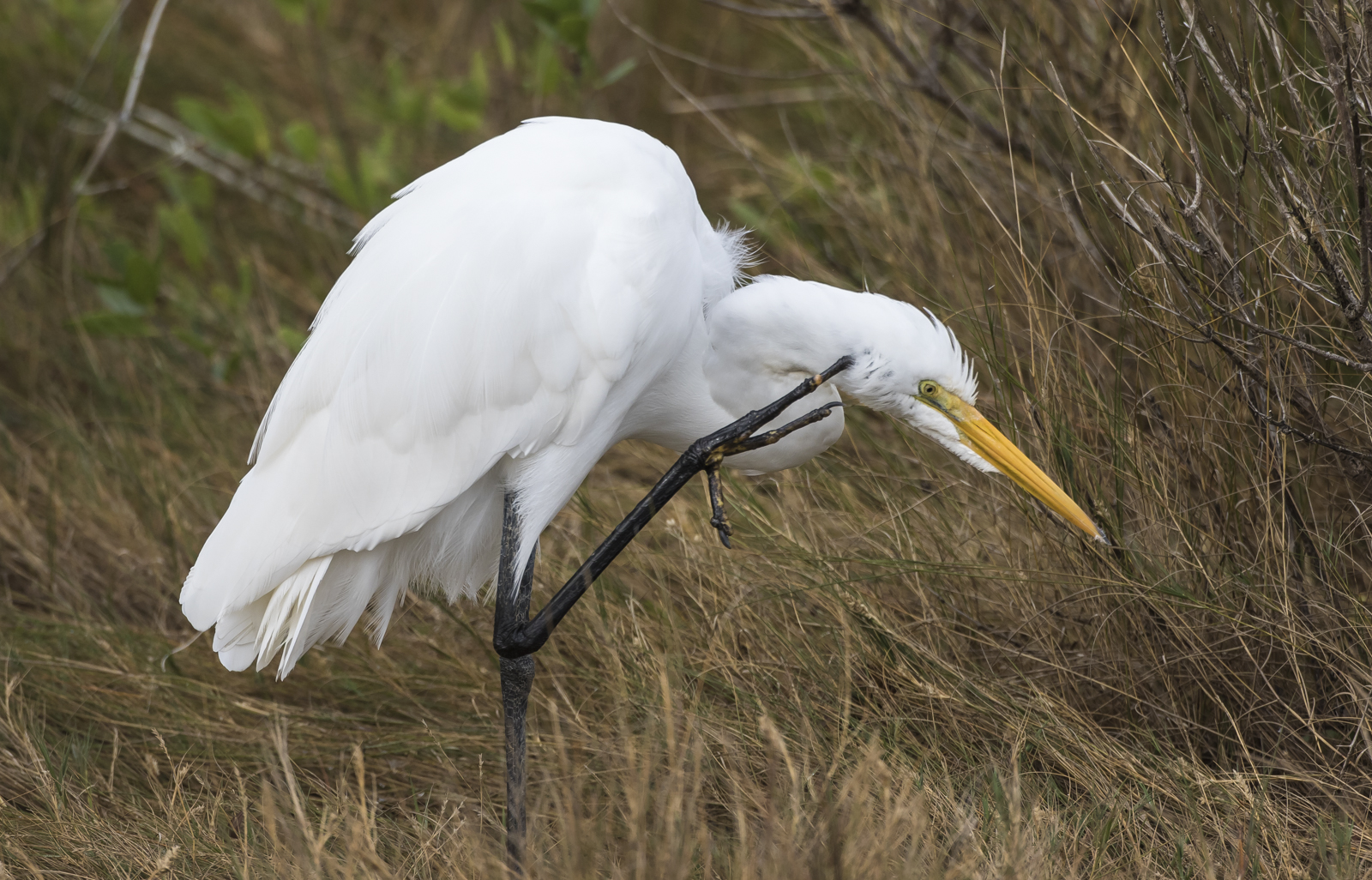 Great egret preening 1