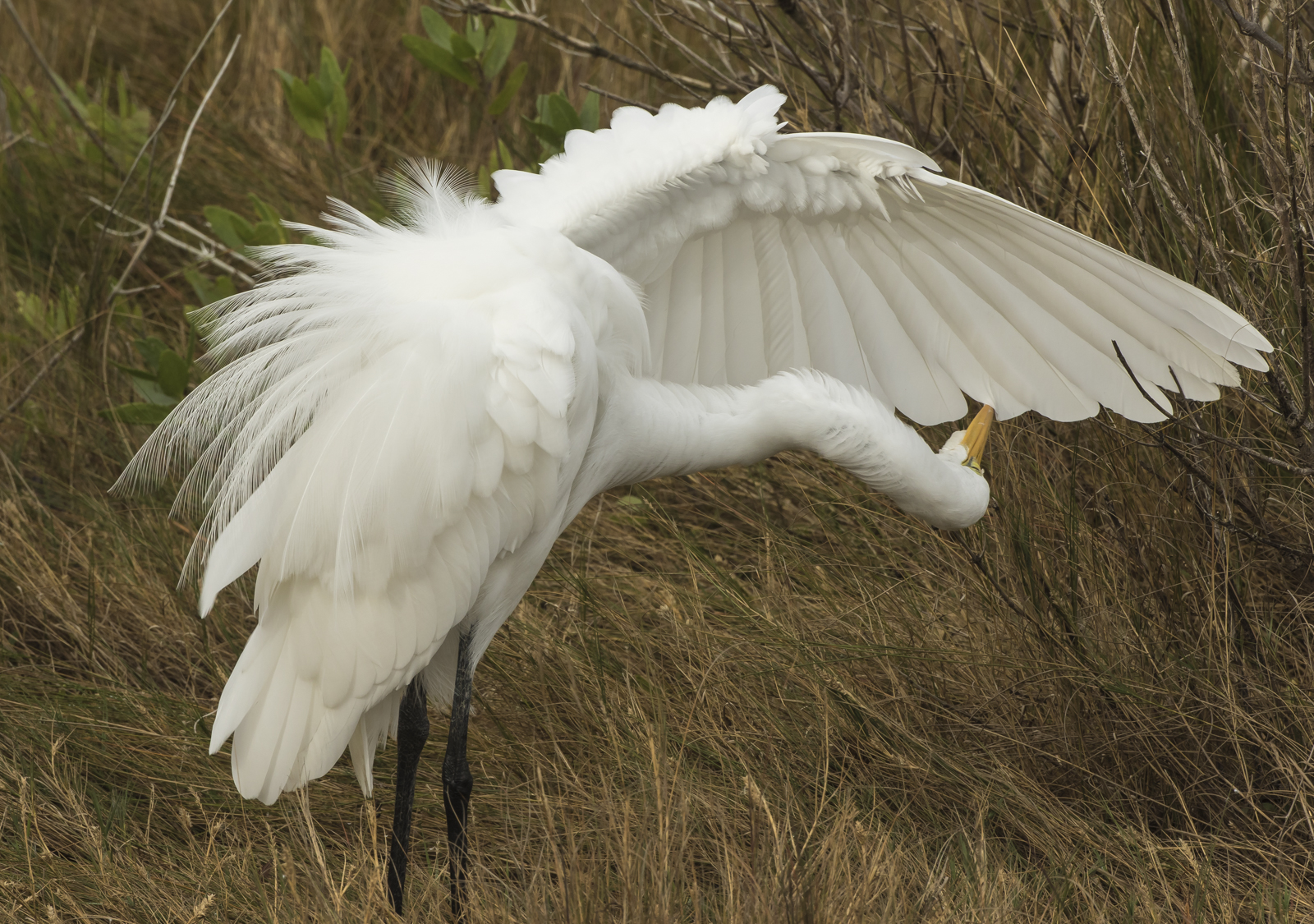 Great egret preening 3