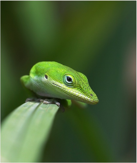 Green anole