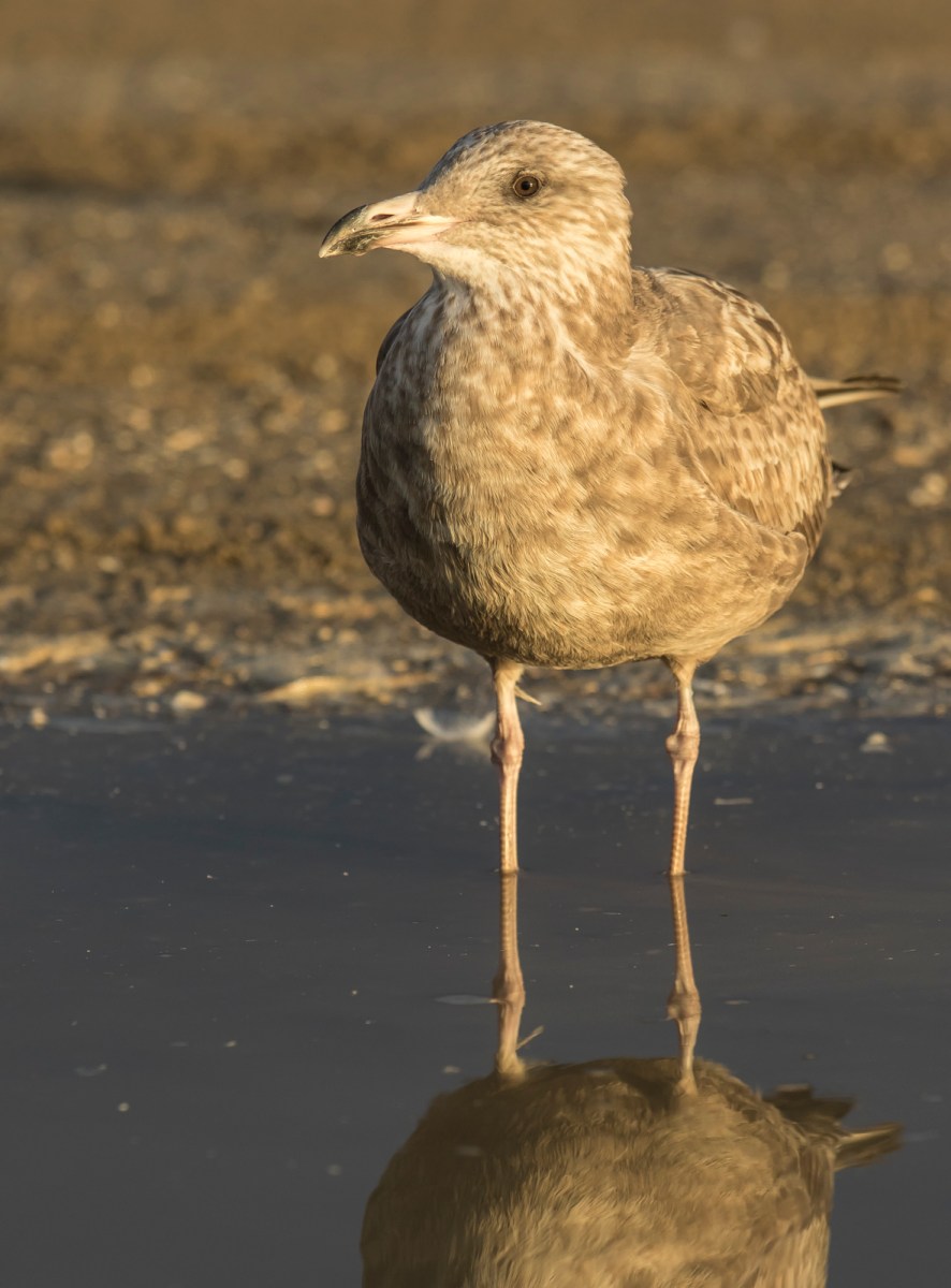 gull in late afternoon sun