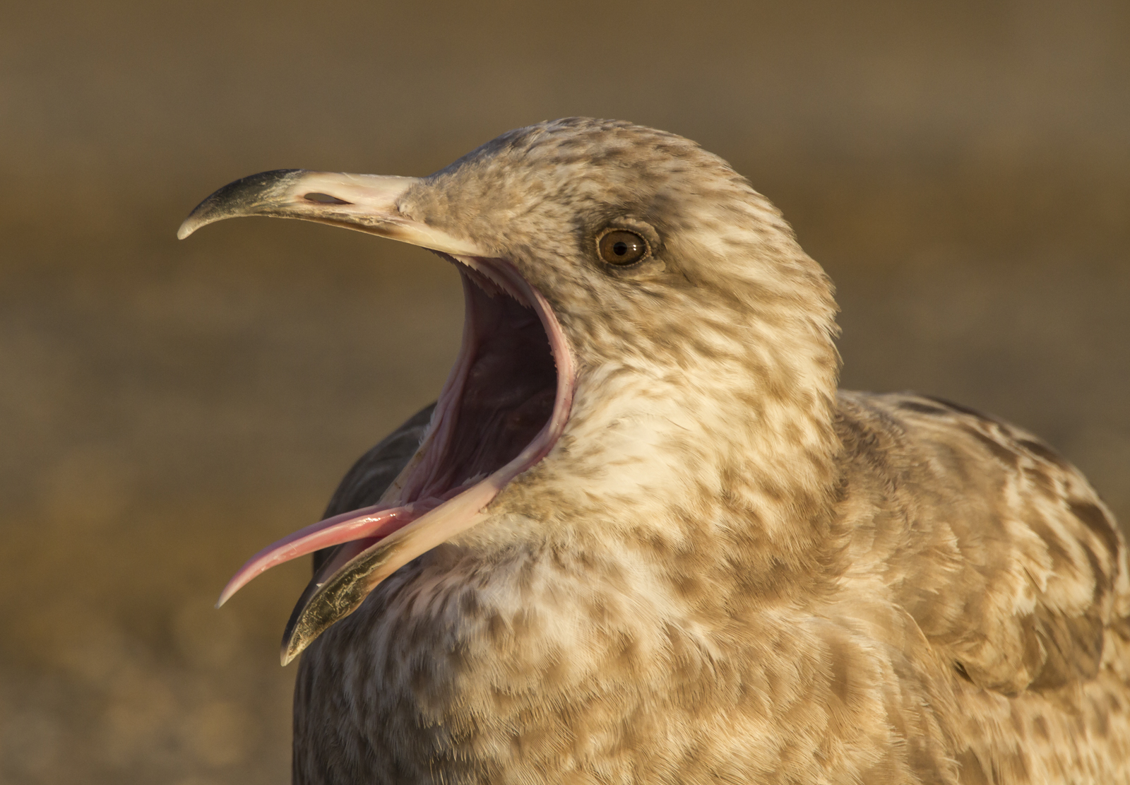 gull with open bill 1