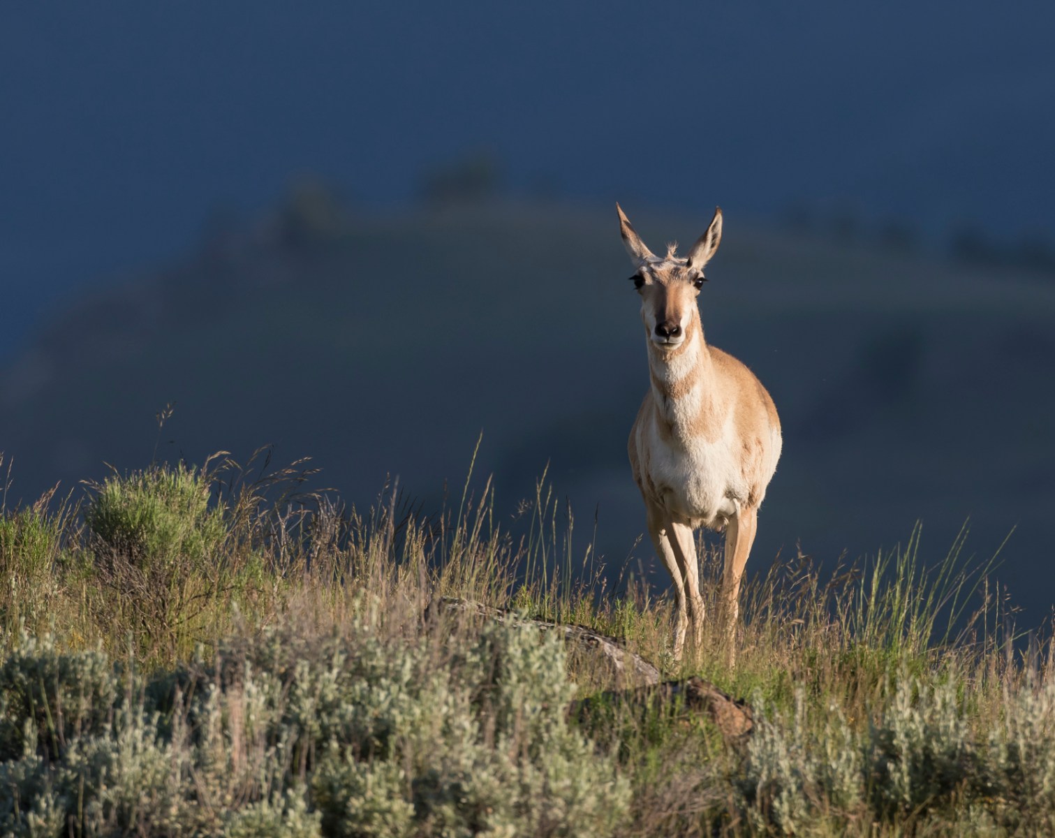 Pronghorn doe at sunrise
