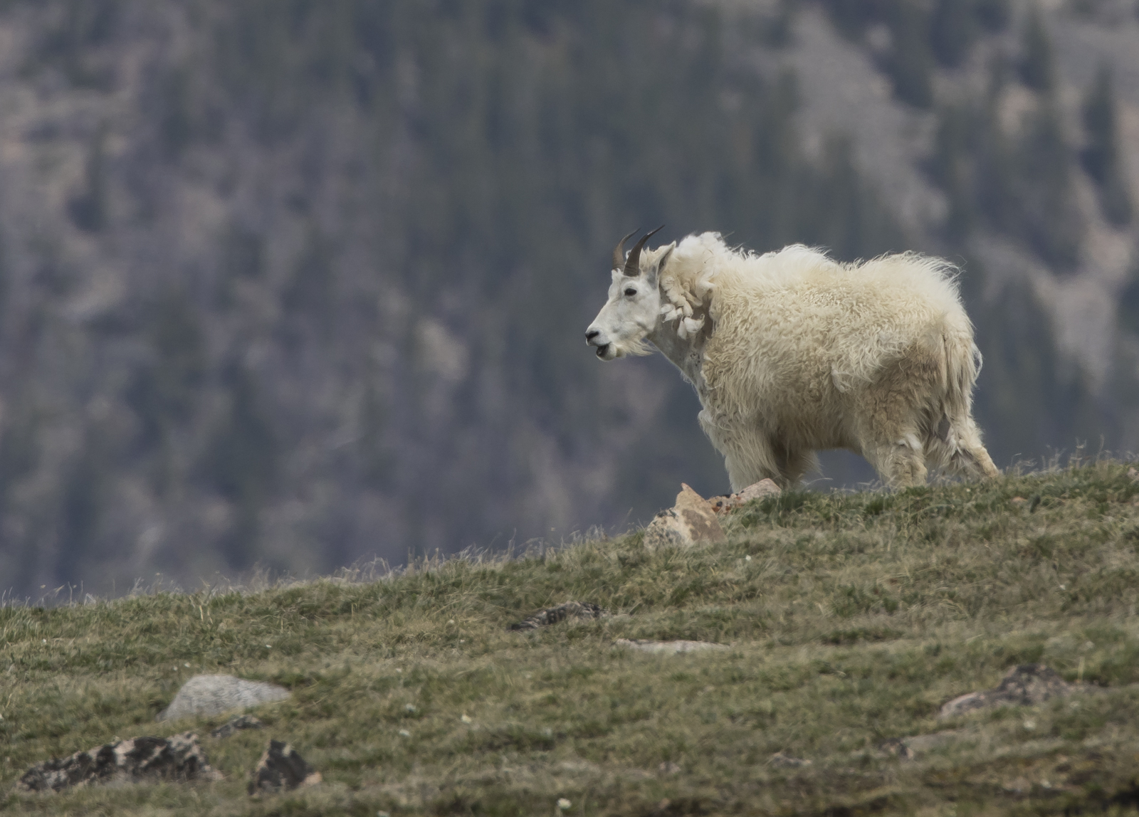 Rocky Mountain Goat