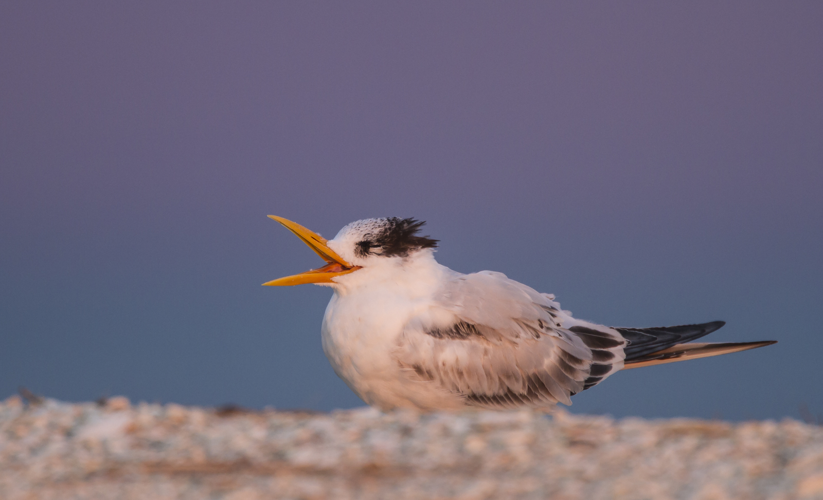 tern with open bill