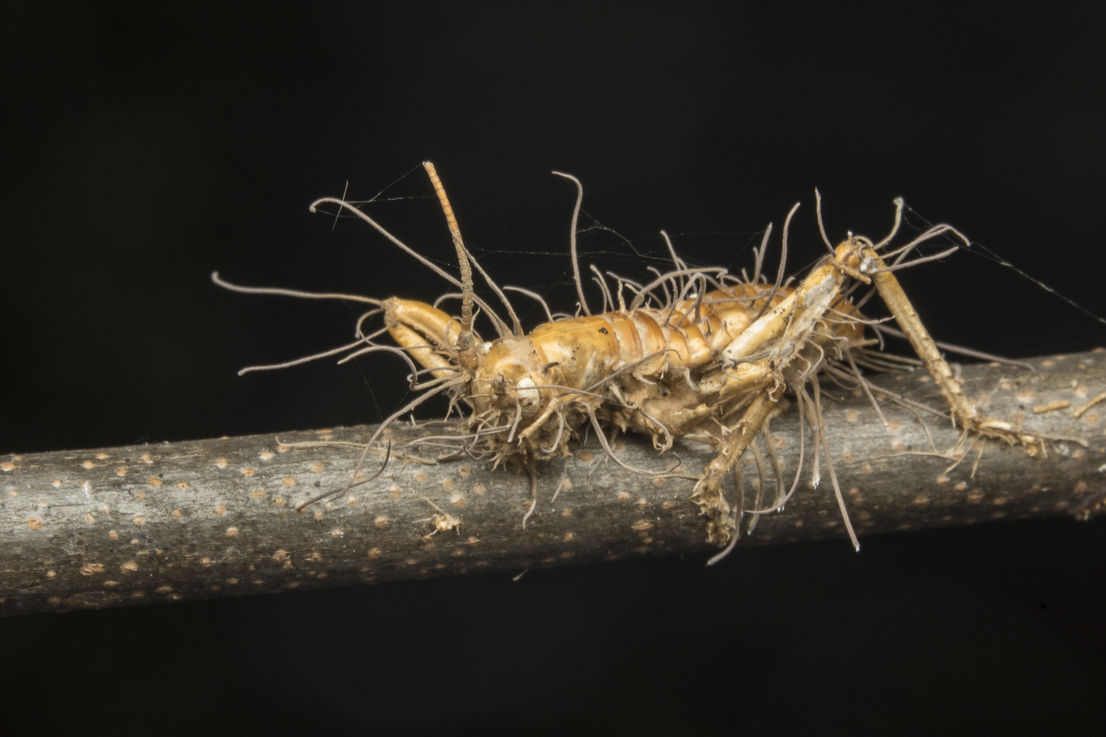 Zombie fungus on cricket 3