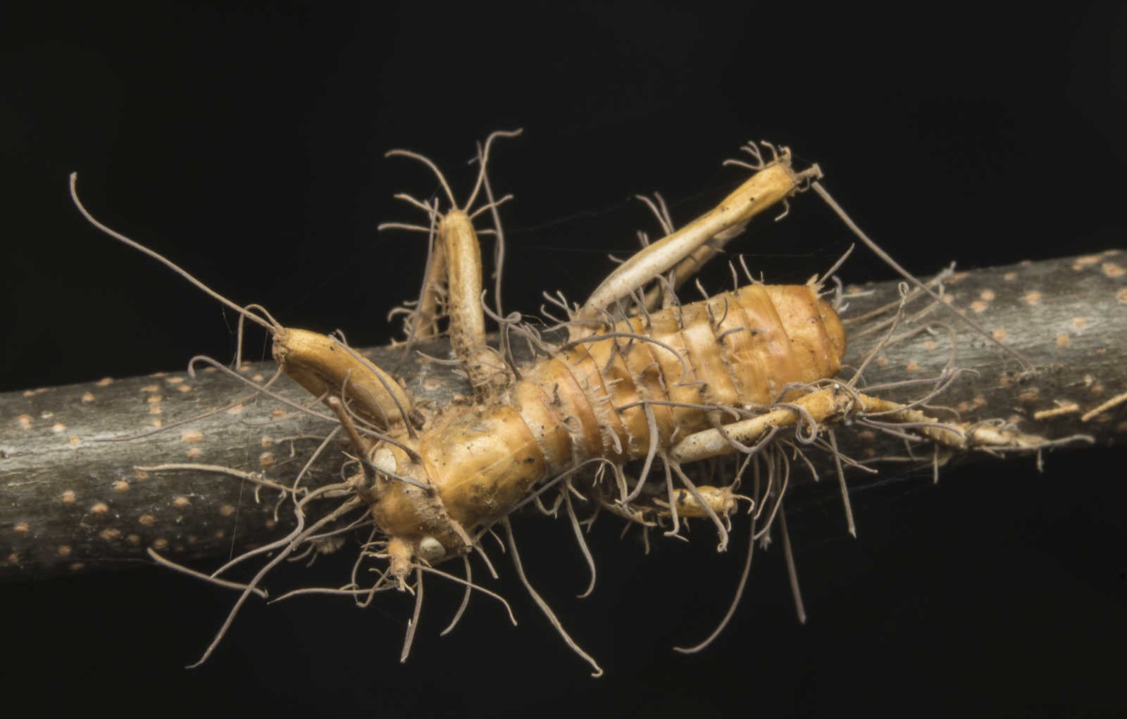 Zombie fungus on cricket 4