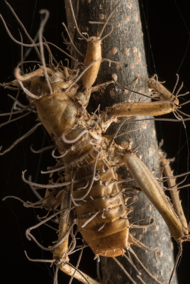 Zombie fungus on cricket 5