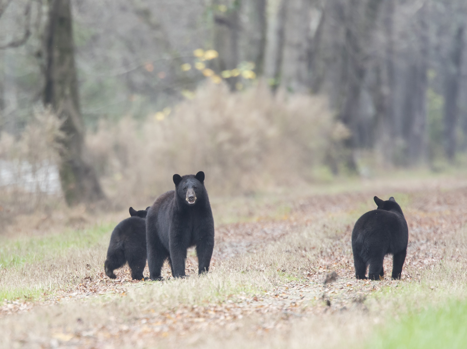 bear family