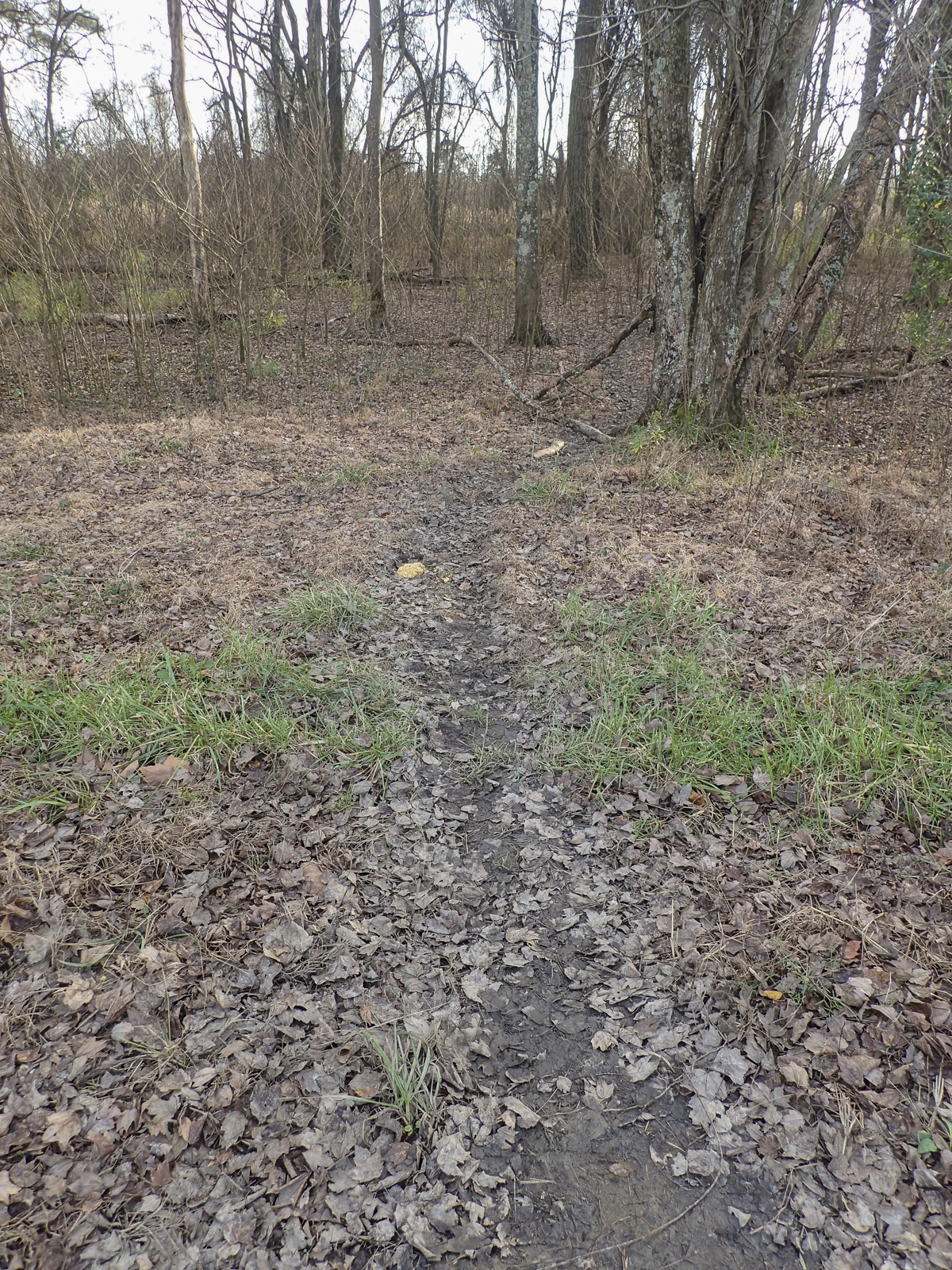 Bear trail through the woods