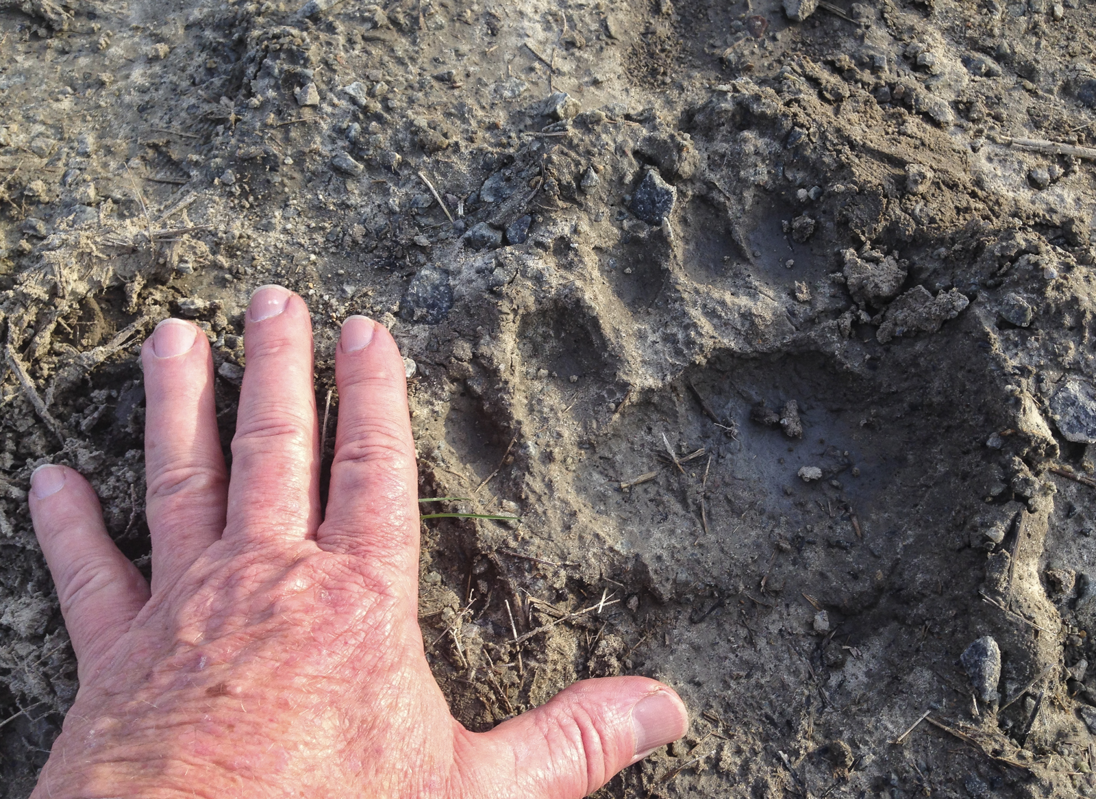 black bear track and hand for scale
