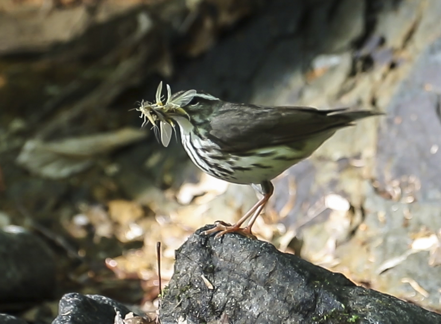 Louisiana Waterthrush dancing