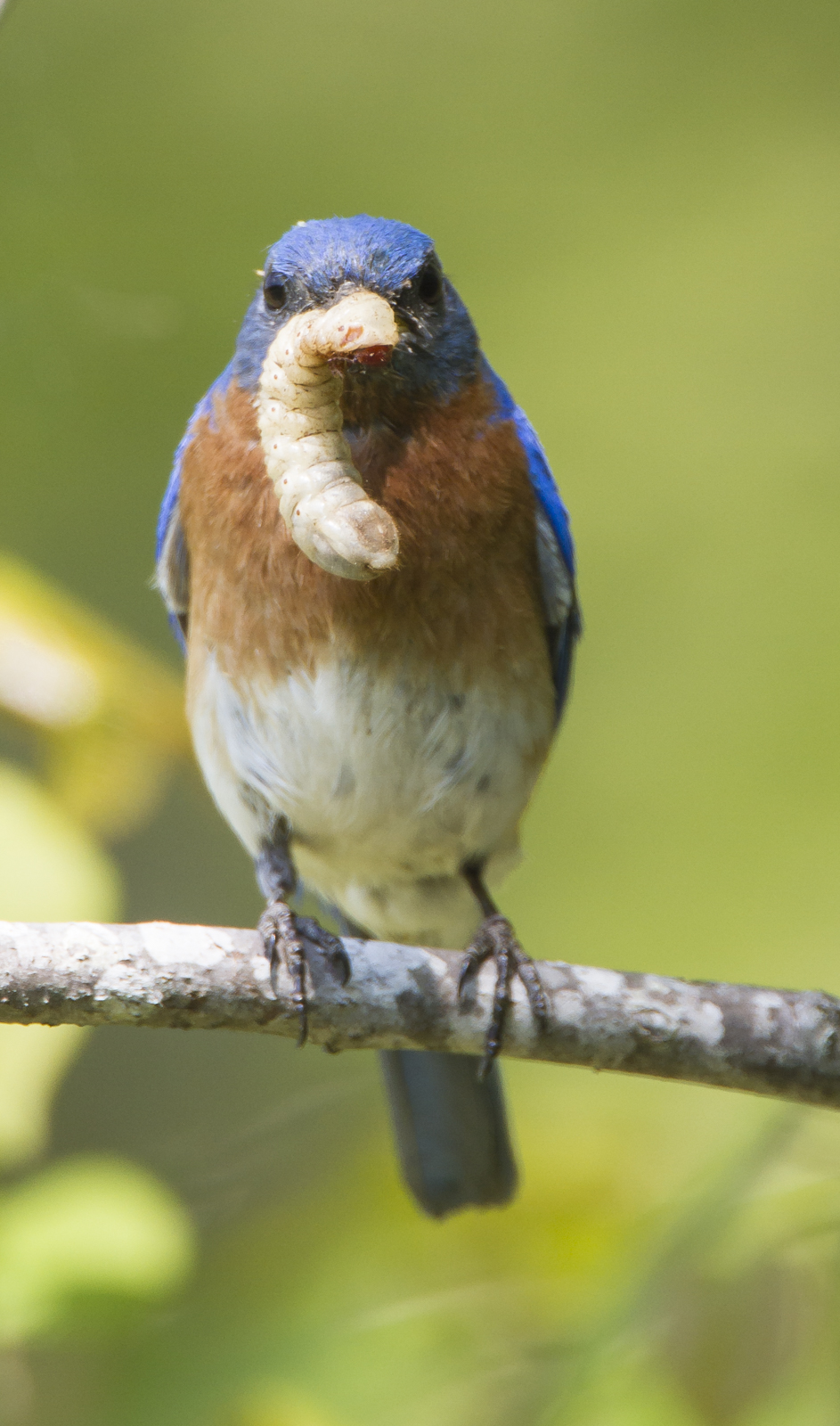 Male Bluebird with grub