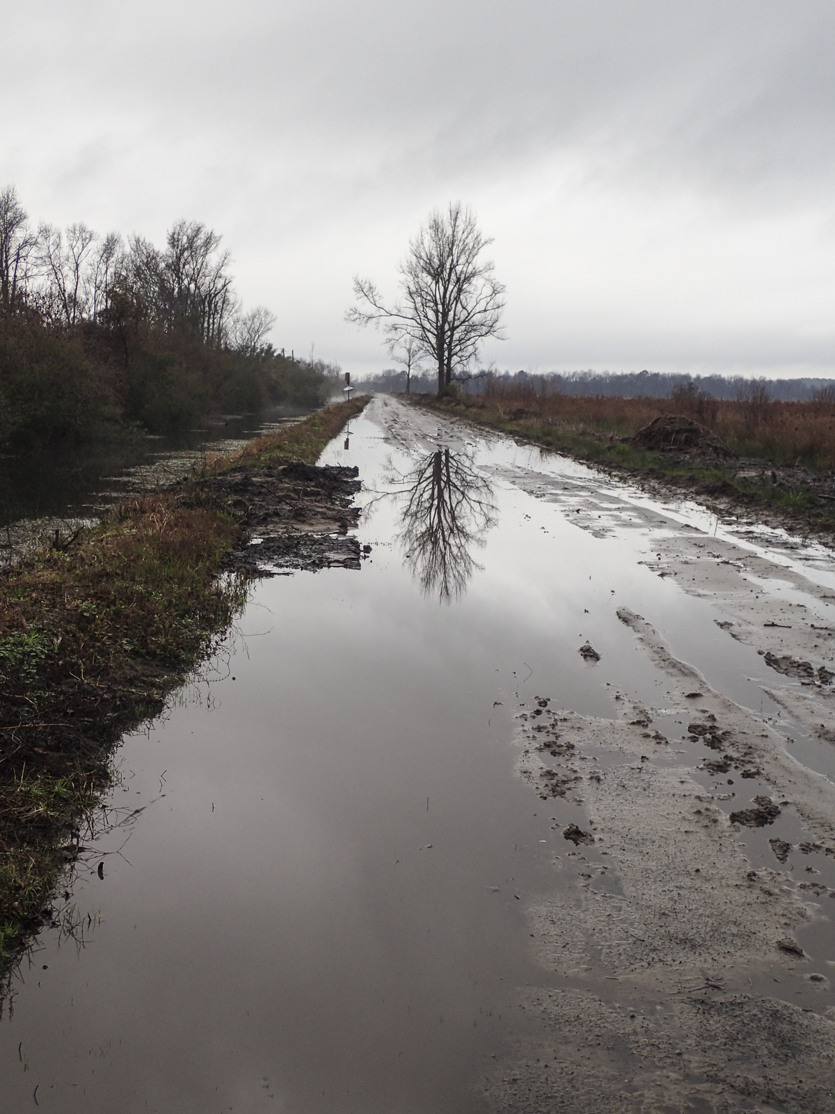 muddy pungo road
