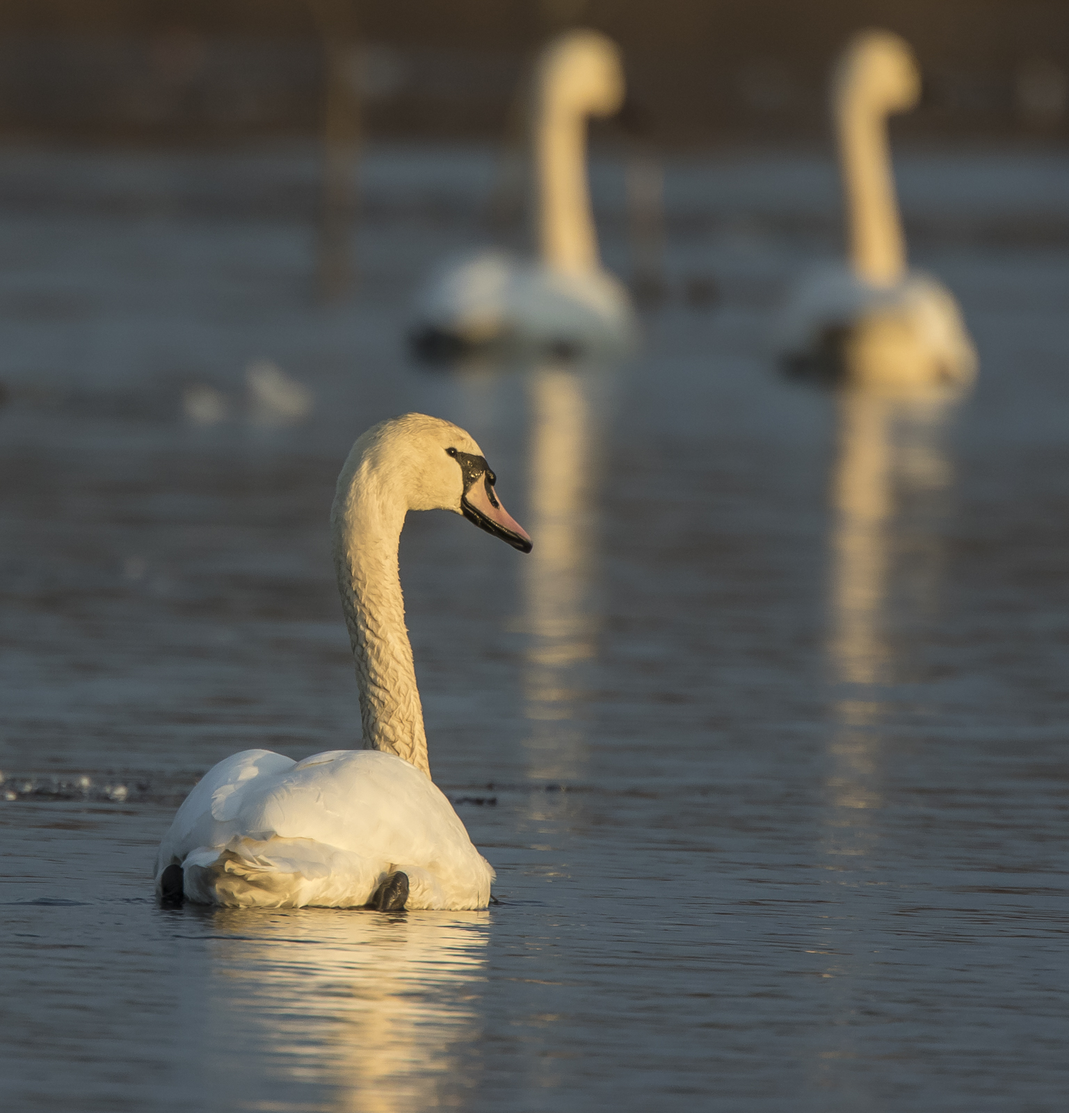 Mute Swan