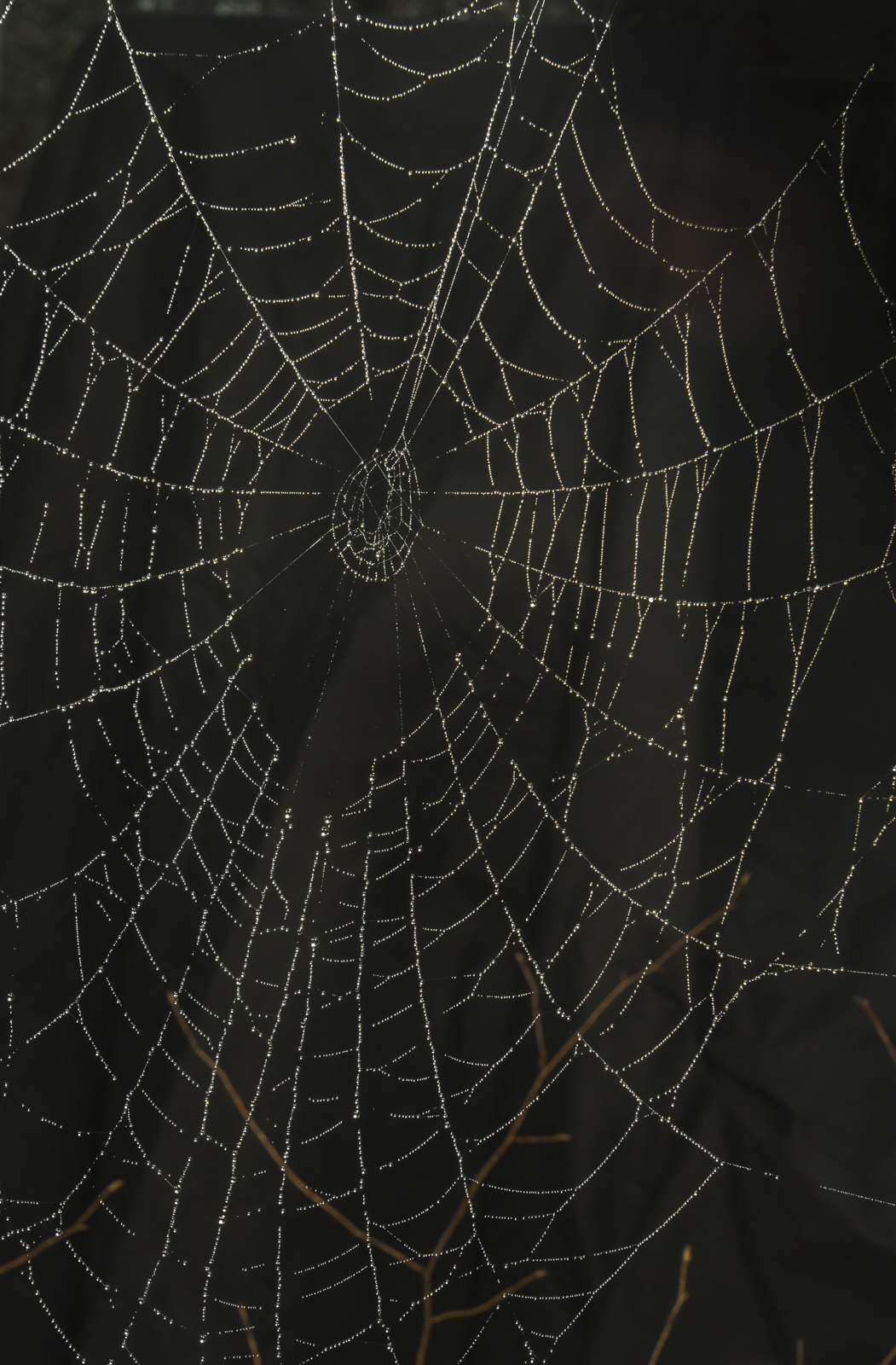 Orb web on foggy morning