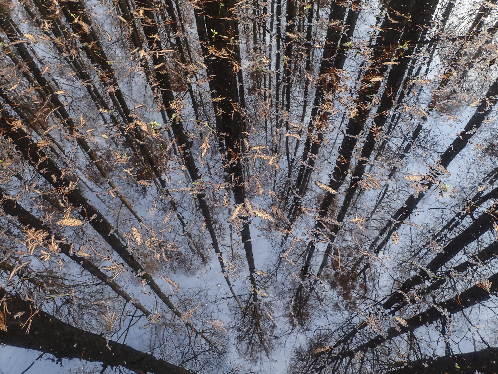 reflections in swamp