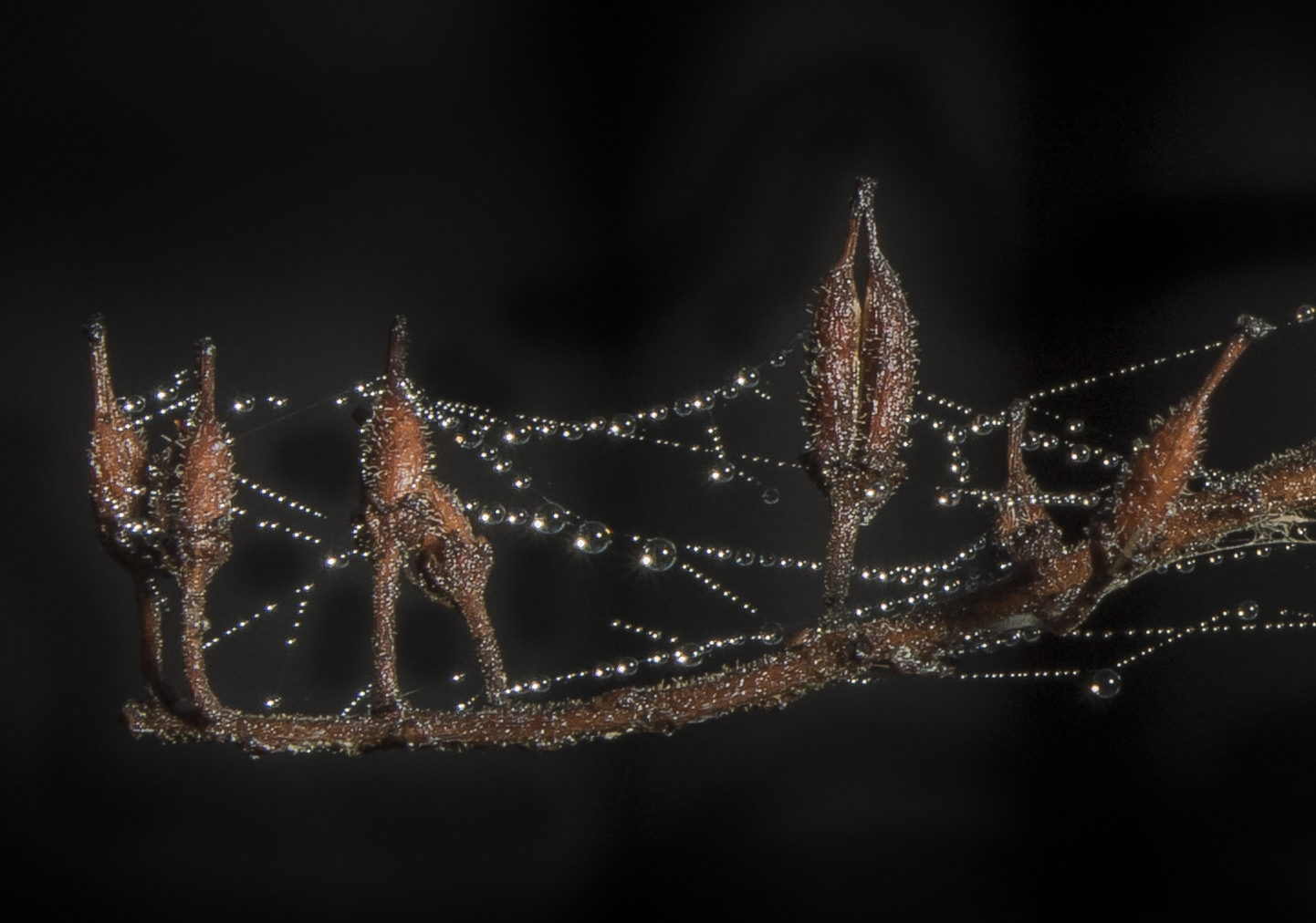 silk strands on foggy morning