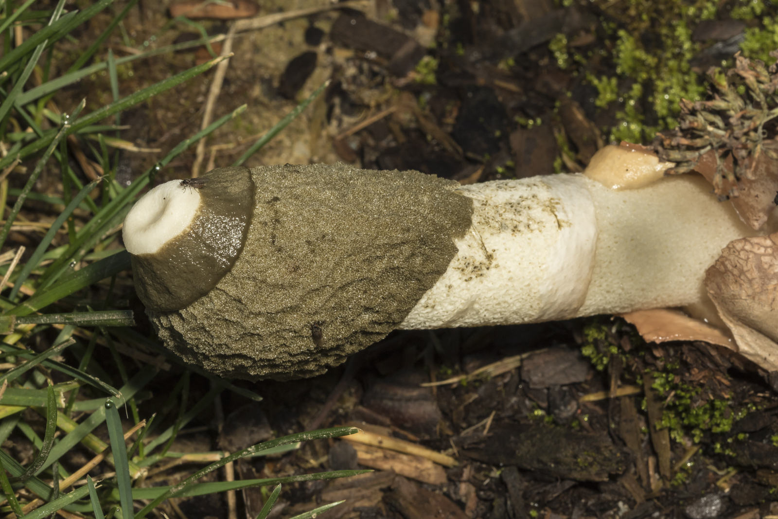 Stinkhorn fungus 1
