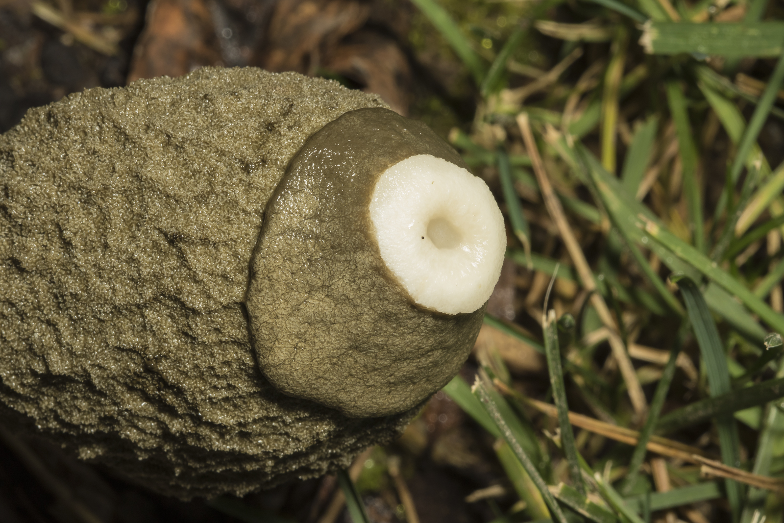 Stinkhorn fungus closeup