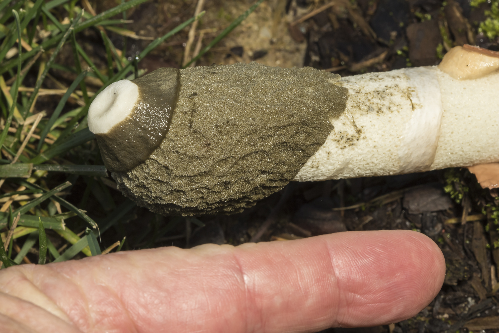 Stinkhorn fungus with scale